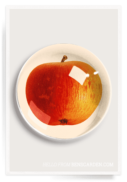 Apple Study No. 1 French Crystal Dome Paperweight - Ben's Garden