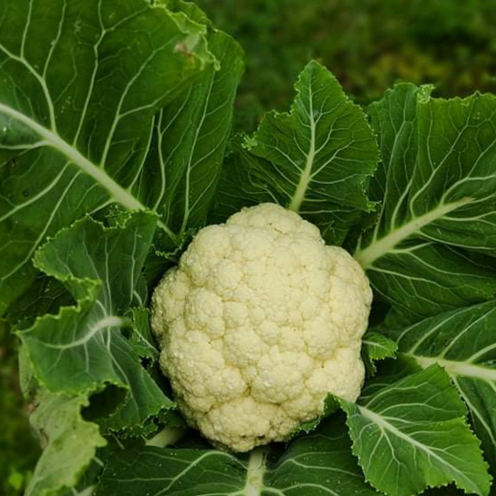 Couve flor (0,8kg)