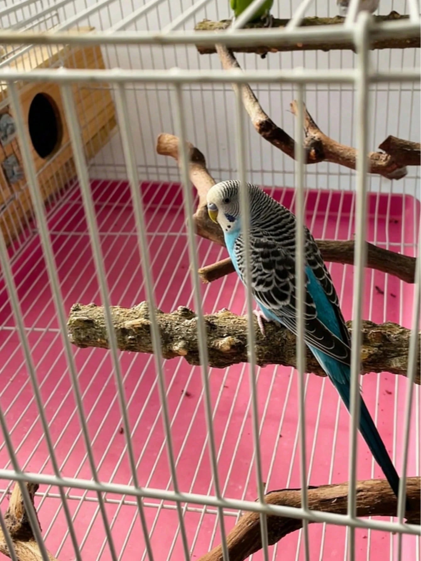 Bird Supplies Bird Cage Accessories Toys 5pcs Parrot Perch Set 3 Grapevine Perches 2 Stands Claw-Shaped Frosted Parrot Chewing Training Branch Suitable For Parrots, Medium And Small Birds Holiday Gift