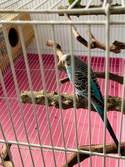Bird Supplies Bird Cage Accessories Toys 5pcs Parrot Perch Set 3 Grapevine Perches 2 Stands Claw-Shaped Frosted Parrot Chewing Training Branch Suitable For Parrots, Medium And Small Birds Holiday Gift