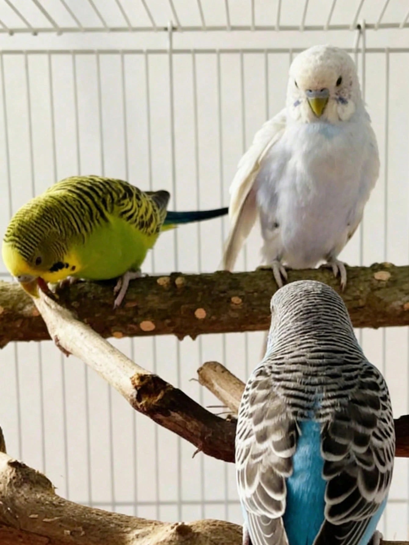 Bird Supplies Bird Cage Accessories Toys 5pcs Parrot Perch Set 3 Grapevine Perches 2 Stands Claw-Shaped Frosted Parrot Chewing Training Branch Suitable For Parrots, Medium And Small Birds Holiday Gift