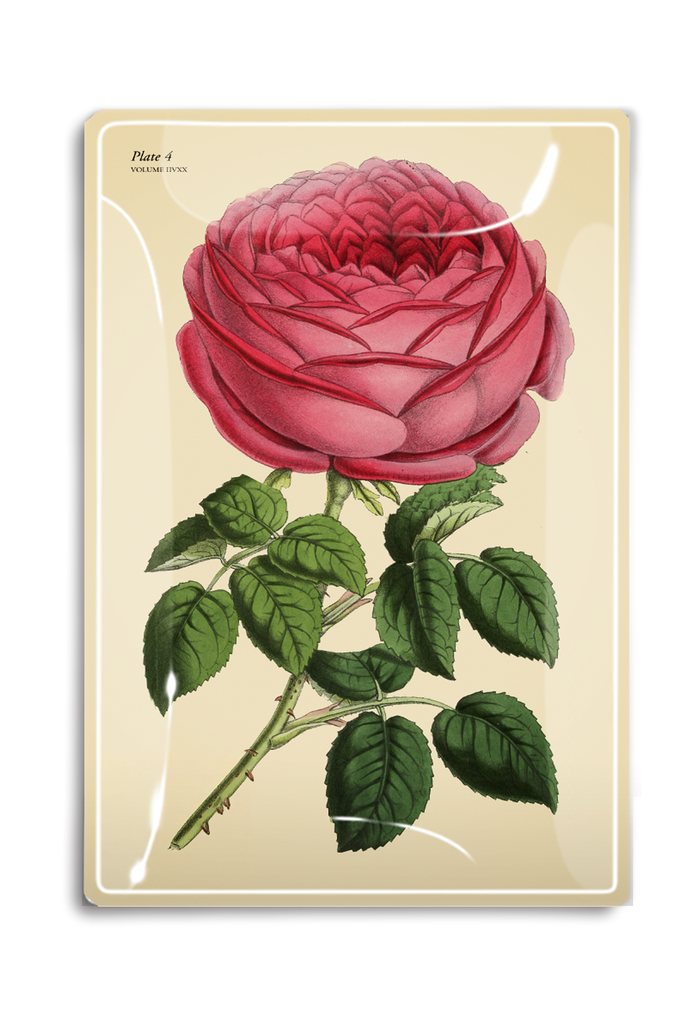 Constance Climbing Pink Rose Decoupage Glass Tray - Ben's Garden
