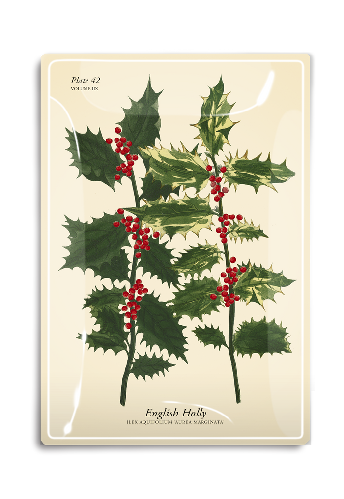English Holly Stems Decoupage Glass Tray - Ben's Garden