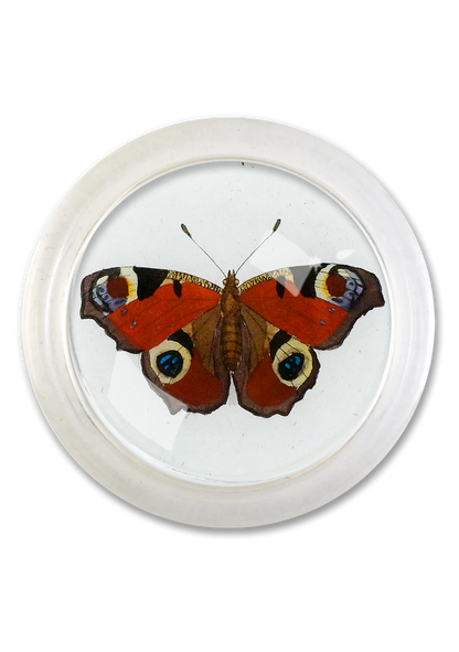 European Peacock Red Butterfly 4" Round Glass Coaster - Ben's Garden
