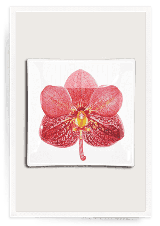 Pink Orchid Decoupage Glass Tray - Ben's Garden